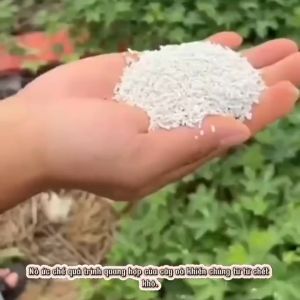 Thuốc diệt cây to cây tre già Bụi Rậm Cây Dây Leo Chỉ Việc Rắc Không Cần Chặt