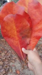 ใบหูกวาง ไร้ก้าน 25 กรัม สำหรับปลากัด ปลาทอง ปลาช่อน กุ้ง และสัตว์น้ำอื่นๆ ทำความสะอาดทุกใบ