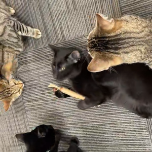 Đồ chơi thanh gặm gỗ cho mèo thư giãn làm sạch răng - Đen Ta pet shop