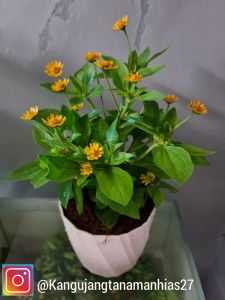 Tanaman Hidup | Helianthus ( Bunga Matahari Mini )