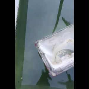 Grade A Rice Brain /Dedak Padi halus/ Moina food/ Chrollera/ Bokashi/ greenwater