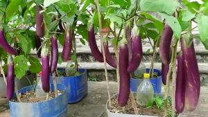 SULIT PACK (15PCS SEEDS) - BONSAI EGGPLANT LONG/FOR POT AND CONTAINER/EASY TO GROW/HYBRID/EASY TO HARVEST