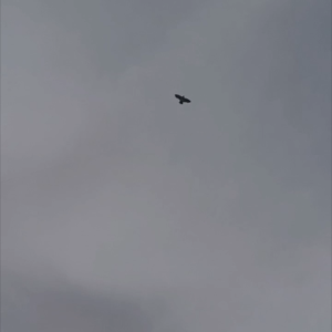 1.2/1.7 M LAYANGAN ELANG Jumbo mainan layang layang Anak ke layangan layanglayang naga Layangan motif elang sukhoi olahraga seot gapangan celepuk sukoi karakter burung elang Kites / Mainan Layangan