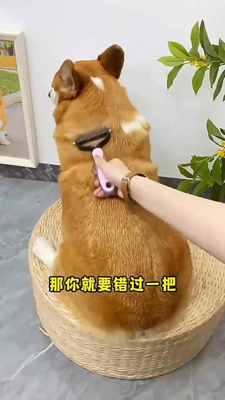 Pet Comb Dual Unknotted Rake Dog Brush Grooming Cat Brush Pet Brush Hair Grooming Tool for Cats Dogs Keys Children