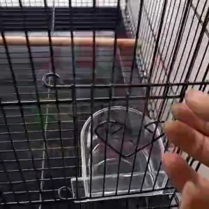 Kandang Kuliar Dayang 60cm - SANGKAR BURUNG KANDANG BURUNG BESI UMBARAN LOVEBIRD KUCING KELINCI