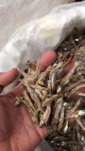 ปลากะตักแห้ง ปลาทะเล ปลาซิว ปลาจิ้งจัง