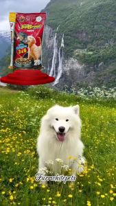 Top Breed Puppy | Repacked (10 Kilos) by FurrWhitePetsShop