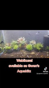Wabikusa Ball / Wabikusa on Rocks [Plug and play planted ball for your aquascape] Aquatic Plants Aquarium Plants Live Water Plants Aquarium Decor Aquarium Accesories AquascapeBy:Gwens Aquakitz