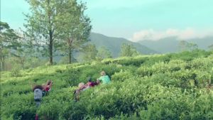 TeaJus Rasa Madu!.mp4