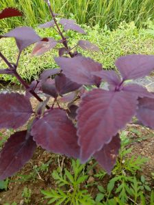 jual daun jawer ayam untuk ramuan herbal 500 gram