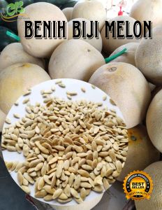 Benih biji melon madu isi 500 butir Bibit melon madu