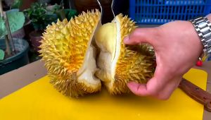 Janet การทำการแกะเปลือกทุเรียน ผลิตภัณฑ์เสริมสร้างคีมแกะเปลือกทุเรียน เครื่องมือปอกเปลือกทุเรียน คีมแกะทุเรียน ทุเรียนหมอนทอง Durian