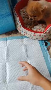 แผ่นรองฉี่สุนัข หนา ไม่บาง แผ่นซับฉี่ ฝึกน้องหมาเข้าห้องน้ําได้ง่ายขึ้น มั่นใจแน่นอนว่าไม่รั่วซึม บ้านไม่เลอะเทอะ