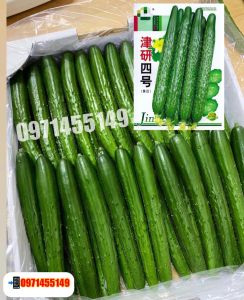 เมล็ดแตงกวาญี่ปุ่น **แพคเกจแบ่งบรรจุ***ปลูกง่าย งอกดี ลูกยาว สีเขียวรสหวาน แบ่งบรรจุ60-70เมล็ด