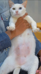 Remov Vitamin Kucing Mother & Baby 5 Kapsul | Vitamin Kucing Hamil Dan Menyusui