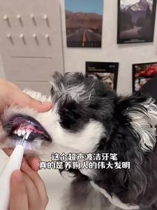 hipidog | Ultrasonic Pet Teeth Cleaning Device
