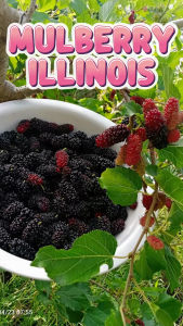 MULBERRY PLANTS Cuttings Illinois Variety – Fresh Cuttings with freebies na rooting powder and ready na itatanim nalang.