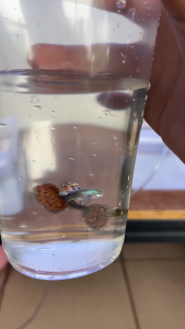 [KT Fish] Red Mosaic Guppy (Male Only)
