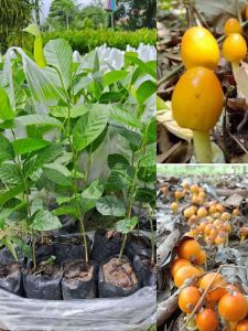 ต้นยางนา(ชุด 10 ต้น) ราดเชื้อเห็ด ถุงดำพร้อมปลูก สูง 30-40 ซม.