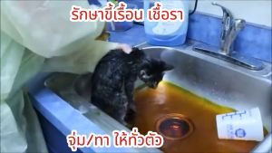 แค่ผสมน้ำแล้วจุ่ม/แช่ทั้งตัว หยุดเกา หยุดกลิ่น ขนหยุดร่วง ใช้ง่ายสะดวกหายไว ขนาด 60ml.(ใช้ดีมาก)