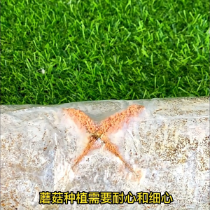 A Complete Collection of Mushroom Planting Bags Red Flammulina Mushroom Bags Home DIY Small Potted Plants Fresh Mushrooms 蘑菇种植包红平菇菌包DIY小盆栽