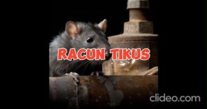 Tikus perosak rat mouse EBOR BAITS 10kg tikus cocoa plantation farm rodent mice