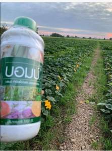 เพลี้ยไฟไรแดง "บอมบ์แก้ไวรัสในพืช" แก้ใบหยิก ปลอดสารพิษฝาเขียว ขนาด 1000 ซีซี ของแท้. ราคาโรงงาน