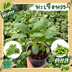 ต้นมะเขือพวง ถุงดำ/กระถาง6นิ้ว ผักสวนครัว ต้นละ 49 บาท ส่งพร้อมกระถาง ผักสวนครัวปลูกง่าย ผักสวนครัวพร้อมปลูก ผักออแกนิก