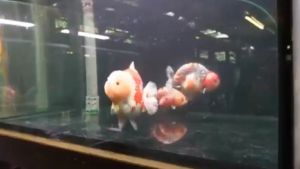 Makanan PREMIUM Pelet Ikan Koki Bulkie Gold Fish Pakan Untuk Pembesaran Growth 500gr 2mm