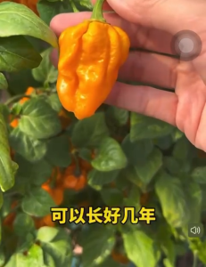 Benih Cili Hantu 👻🌶️(30 Seeds) 魔鬼辣椒种子/Red Devil Pepper Seeds/Spicy Indian Ghost Pepper Seeds