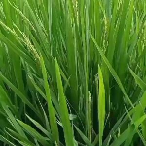 BIBIT BENIH PADI VARIETAS IR 64 TERBARU IR64 ORIGINAL BERAT 10 KG