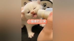 Dog/cat Goat Milk Powder 400g Pet Milk for all stages