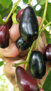 BIBIT JUWET ATAU JAMLBANG HITAM ASLI DUWET HITAM Aneka bibit unggul Nirwana