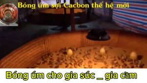 Bộ bóng úm cho gà vịt ngan Carbon 1400-1200-900 w siêu bền