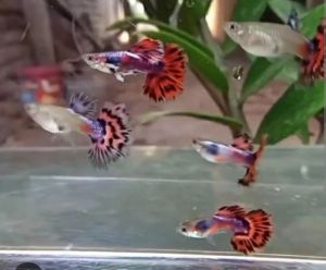 GUPPY RED IVORI SHORT BODY PAIR