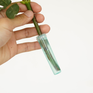 Exotic Orchid Red Palm Cultivation Preservation Nutrient  Flower Packaging Material DIY Floral Art Supplies Cultivation