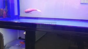 1PCS Magnetic Single/Double Push To Open Door Lock For Kitchen Cupboard Cabinet Door ( Black/White )