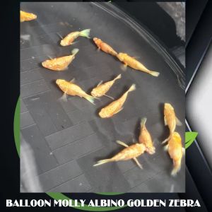 Artificial Plant  and Balloon Molly Zebra ✅️Red eye Swak sa Budget