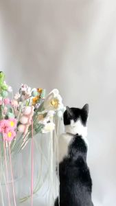 POOCH & PURRR | Cat Flower Teaser ไม้ตกแมว ไม้ล่อแมว ดอกไม้ล่อแมว ของเล่นแมว