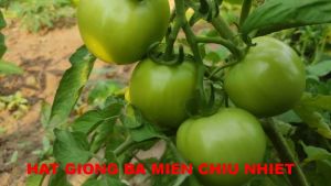 Hạt Giống Cà Chua Lai F1 Rado 29 Rạng Đông Gói 0.3Gram