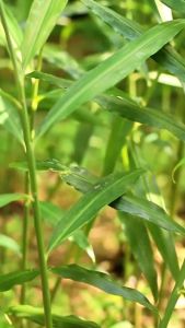 SEVICH 500ml Natural Ginger Black Hair Shampoo Black Hair Dye Coloring Covering White Hair