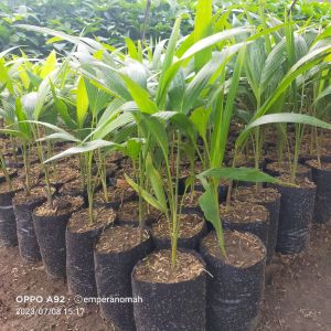 Bibit Tanaman Hias Palem Putri Murah