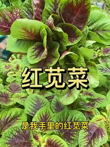 Biji Benih Bayam Separuh Merah(500 Seeds)/圆叶花红苋菜籽/Amaranth Half Red Seeds