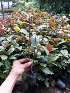BIBIT DAUN UNGU HERBAL BERKUALITAS UNGGUL