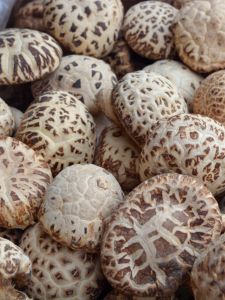 Premium Dry Big White Flower Mushroom Cultivated on Wild  Wood Large Selected Shiitake Mushrooms Yunnan Specialty Products