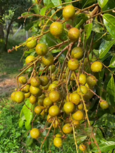 จะเด็ด AAA 3เอ จัมโบ้ แกลลอน 4 ลิตร สูตรสำเร็จสำหรับผลโตต้องไม่แตก เร่งผล ผลดก ผลโต ผลงาม ได้เกรดคุณภาพ