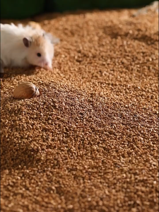 Cát lót chuồng từ vỏ óc chó ( Walnut Mint Bedding) hãng Jonsanty  dành cho hamster và thú nhỏ - T3 PETS SHOP