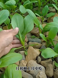 Four-season seed collection of chicken feather cabbage 500pcs速长鸡毛菜种子 四季种子大全small Chinese cabbage and small rape fresh vegetable seeds小白菜小油菜新鲜蔬菜籽