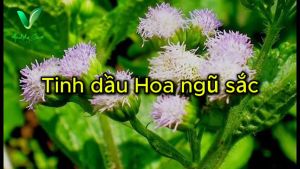 Tinh dầu Hoa ngủ sắc 100% từ thiên nhiên (Sản phẩm của Vhealthycare - Duy Nhat Tay Nguyen)