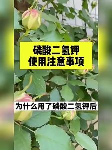 磷酸二氢钾缓释肥片 Potassium dihydrogen phosphate slow-release fertilizer tablets Baja Kalium dihidrogen fosfat